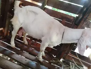 Saanen Goat