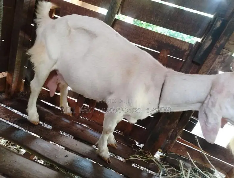 Saanen Goat