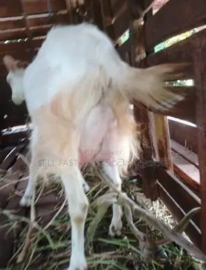 Saanen Goat