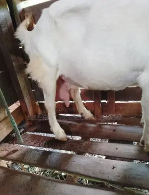 Saanen Goat