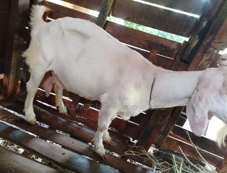 Saanen Goat