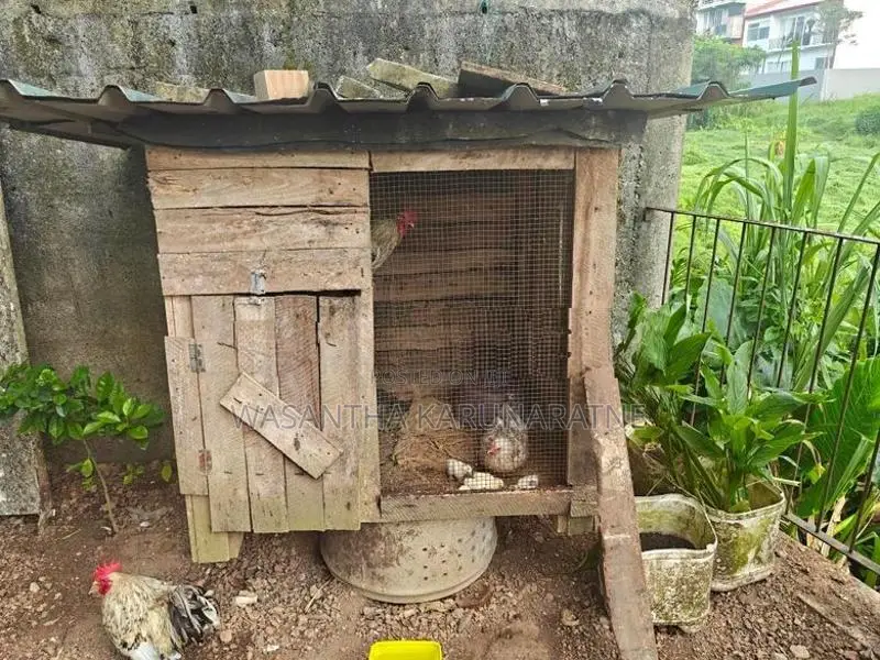 Farm Hens