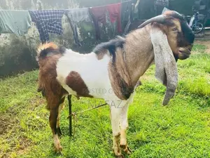 Jamnapari Male Goat
