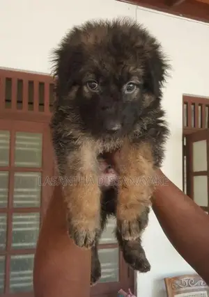 German Shepherd Male Dog