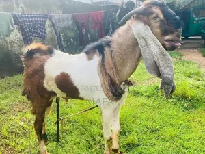Jamnapari Male Goat
