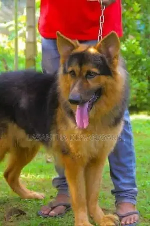 German Shepherd Male Dog
