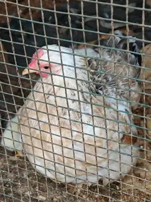 Farm Hens