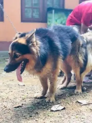 German Shepherd Male Dog