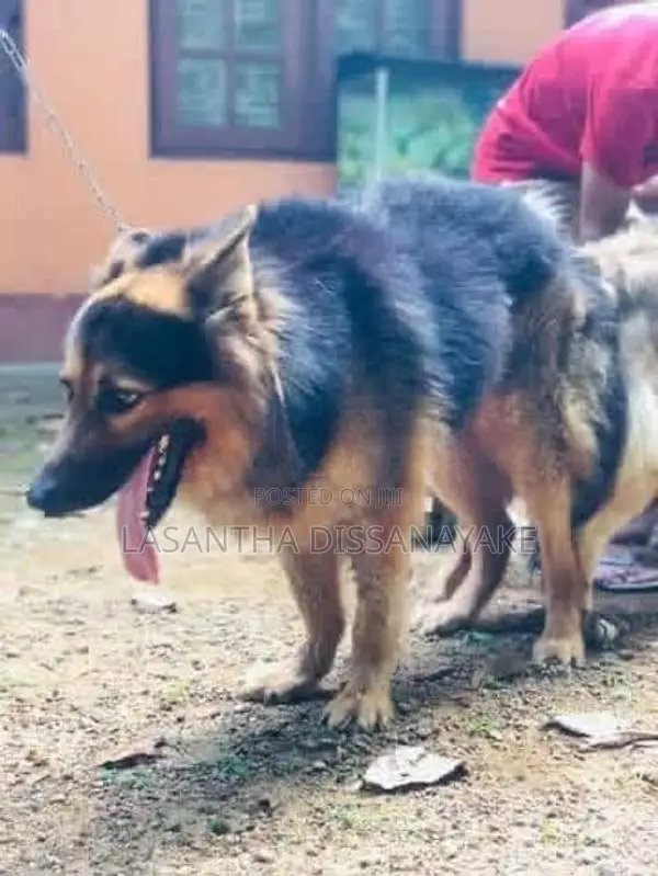 German Shepherd Male Dog