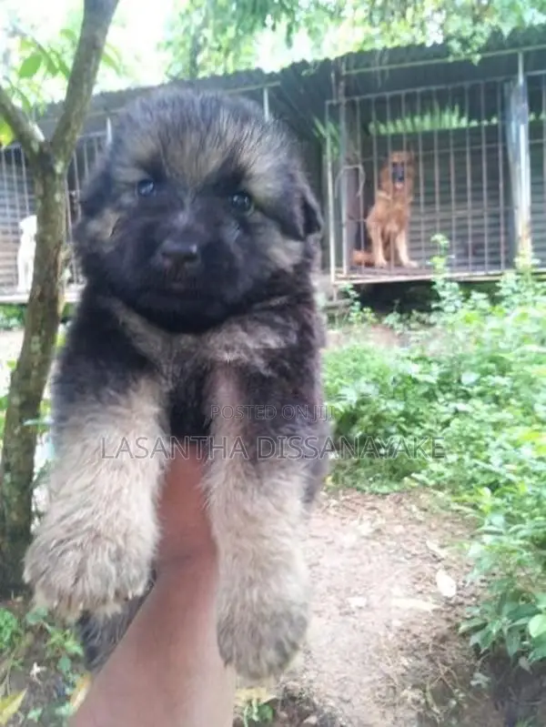 German Shepherd Male Dog