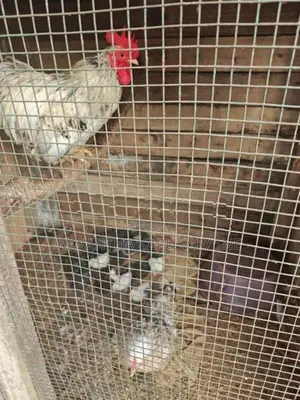 Farm Hens