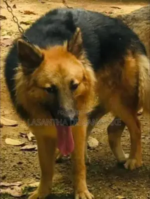 German Shepherd Male Dog