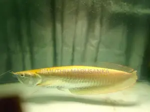 Red Ear Albino Arawana Fish