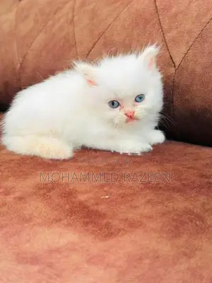 Persian cat