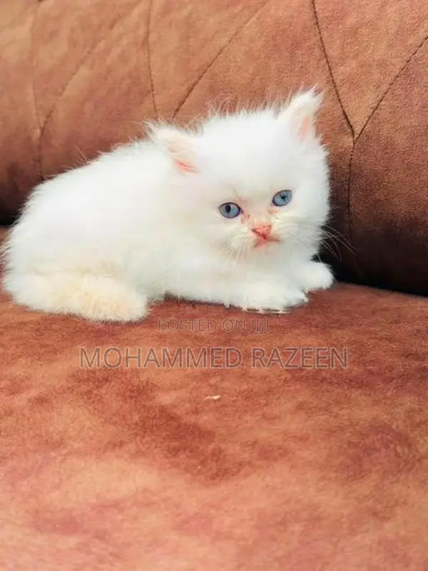 Persian cat