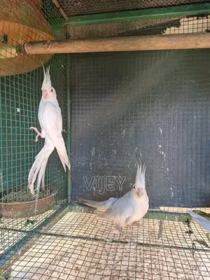 Cocktail Breeding Piar