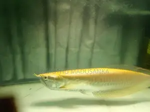 Red Ear Albino Arawana Fish