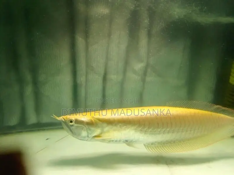Red Ear Albino Arawana Fish