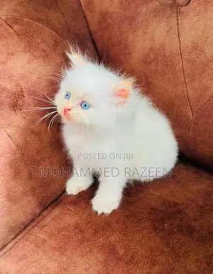 Persian cat