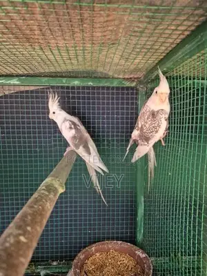 Cocktail Breeding Piar