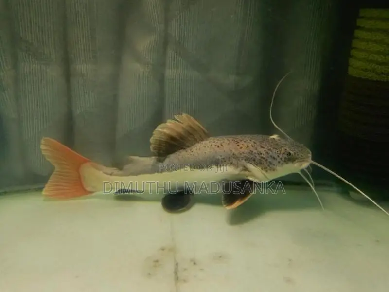 Red Ear Albino Arawana Fish