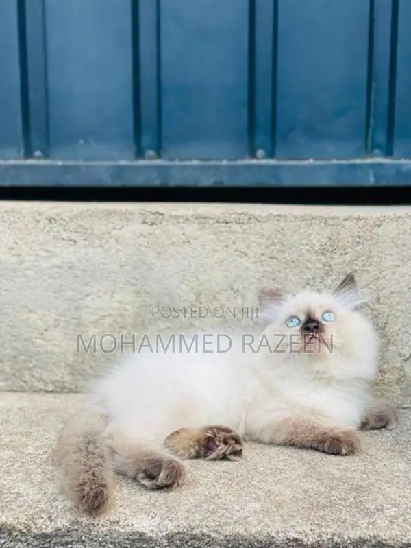 Persian cat
