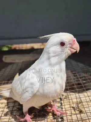 Cocktail Breeding Piar