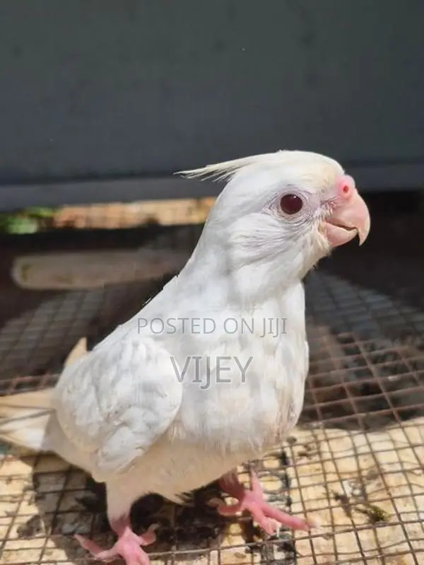 Cocktail Breeding Piar