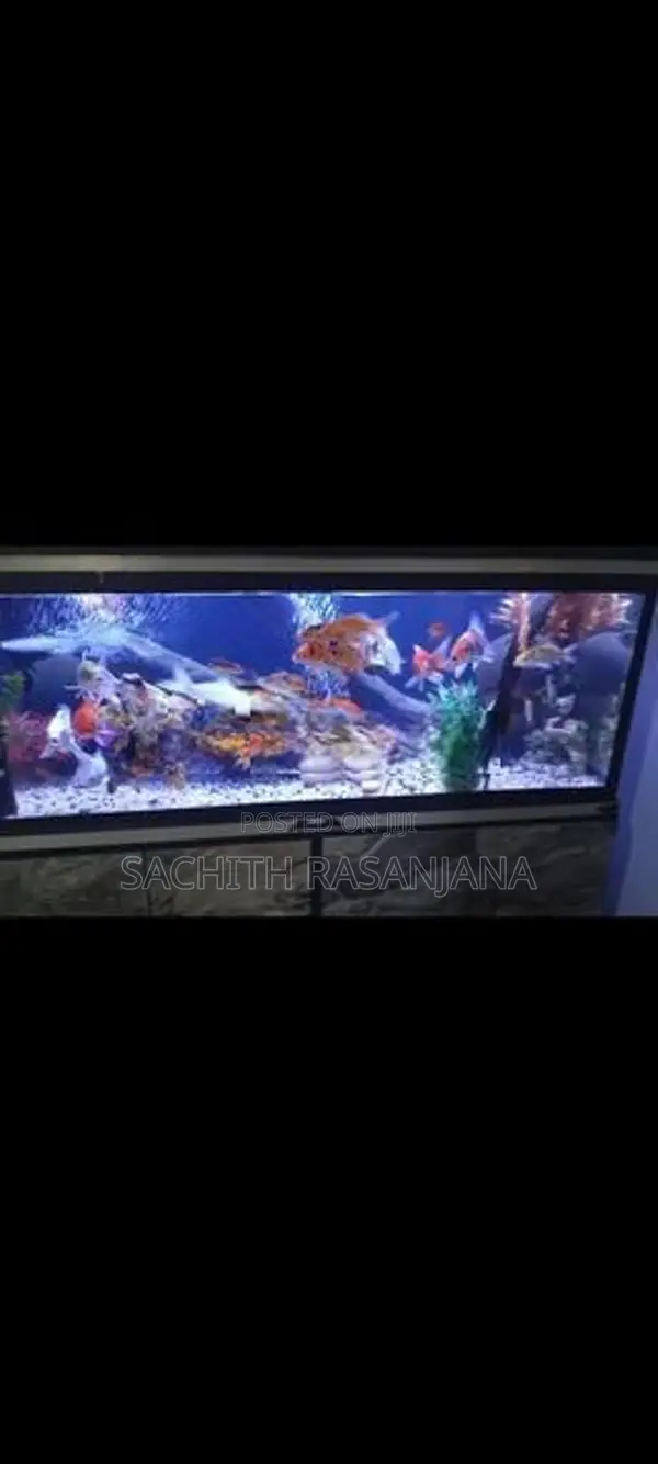 Fish Tank
