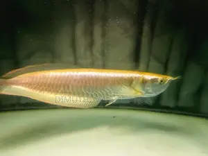 Red Ear Albino Arawana Fish