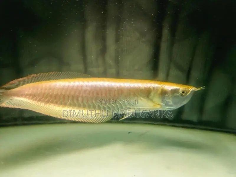 Red Ear Albino Arawana Fish