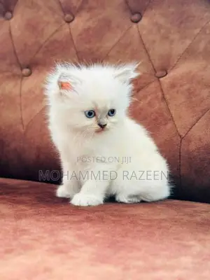 Persian cat