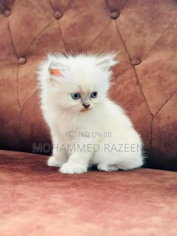 Persian cat