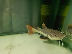 Red Ear Albino Arawana Fish