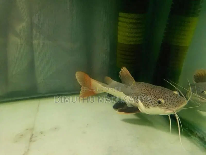 Red Ear Albino Arawana Fish