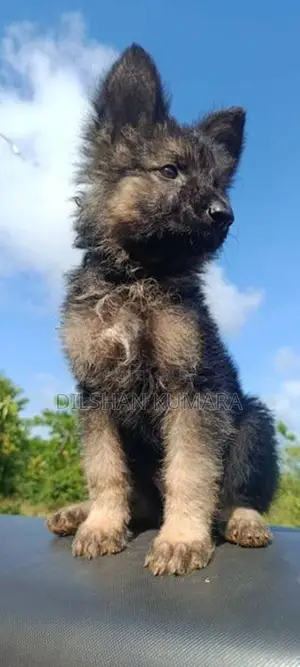 German Shepherd Puppy