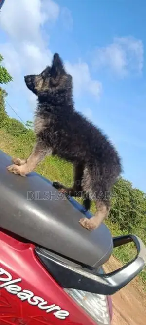 German Shepherd Puppy