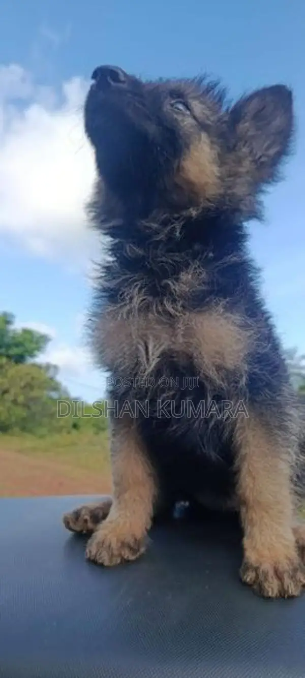 German Shepherd Puppy
