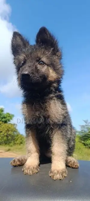 German Shepherd Puppy