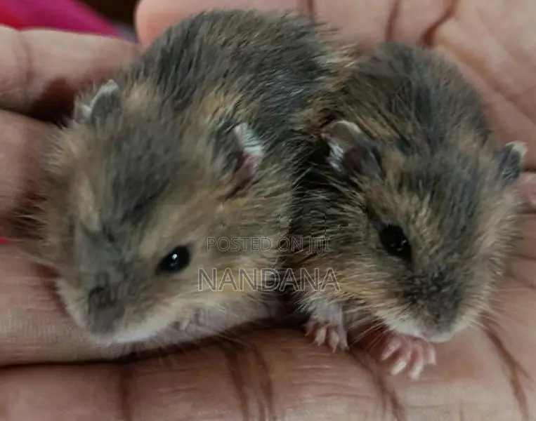 Hamsters