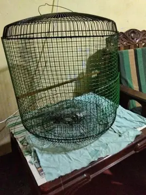 Bird Cage