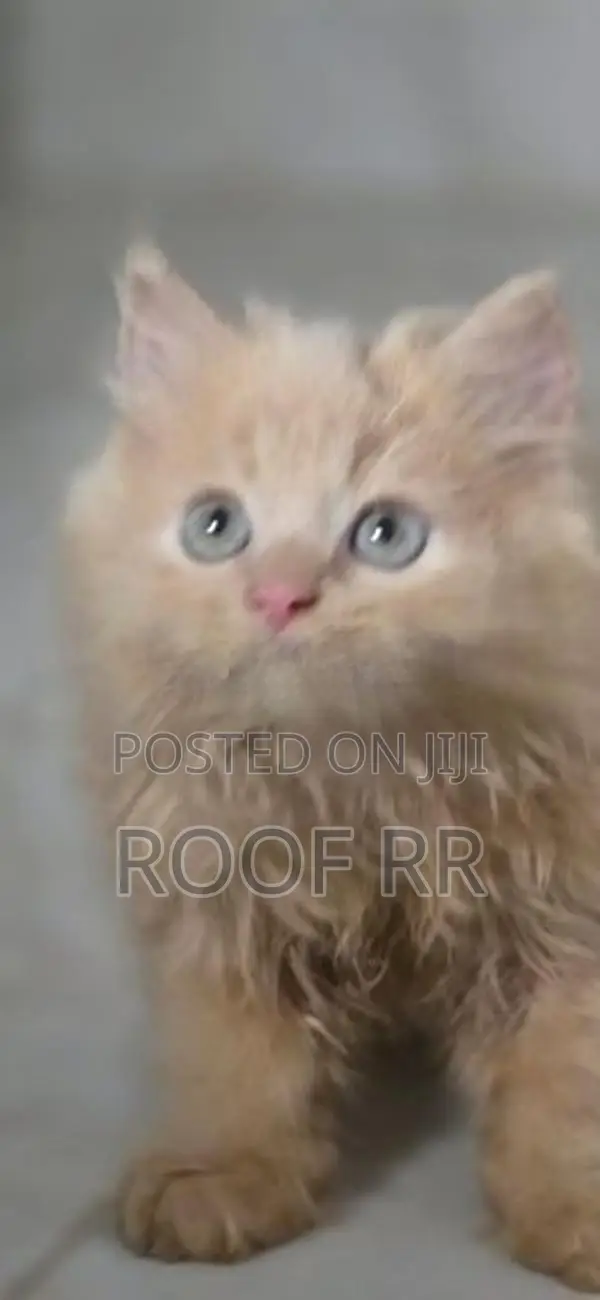 Persian Cat