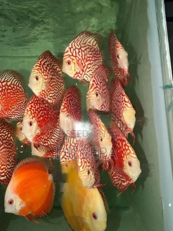 Discus Fish