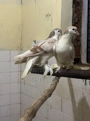Pigeon