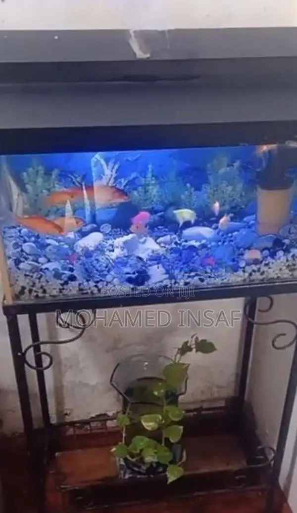 Fish Tank