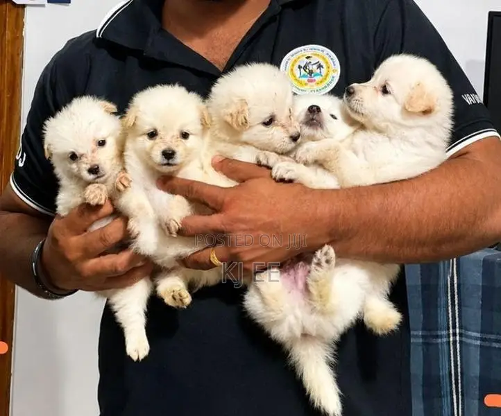 Pomerian Puppy (dog)