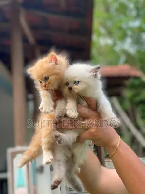 Persiyan Cat
