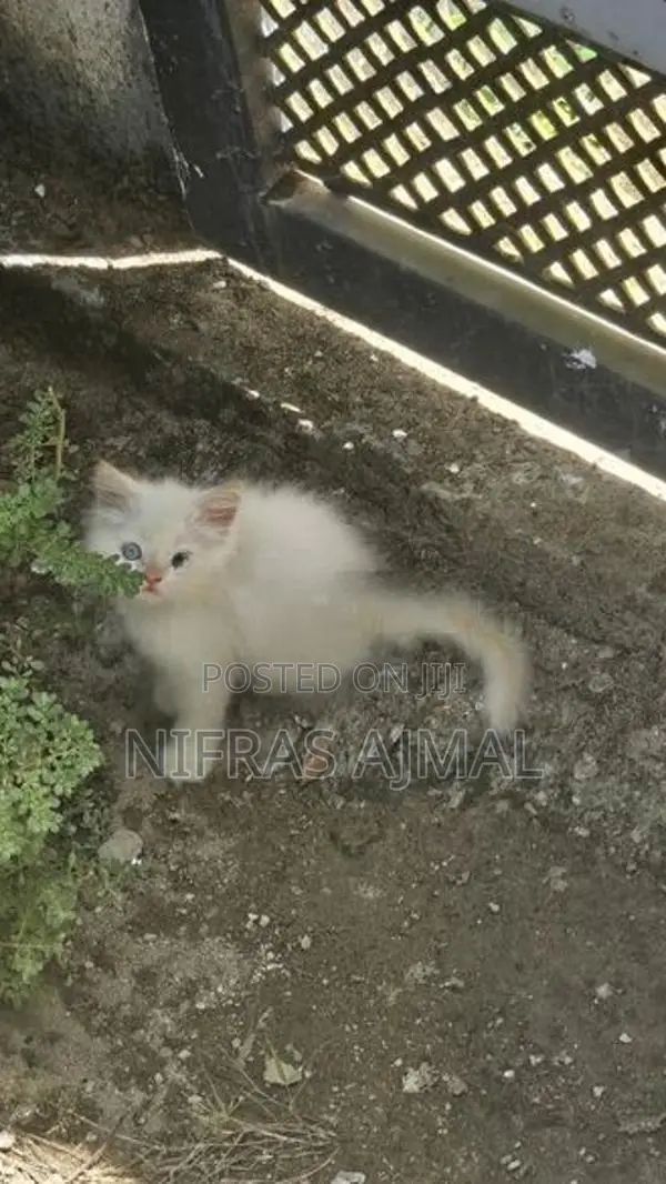 Persian cat