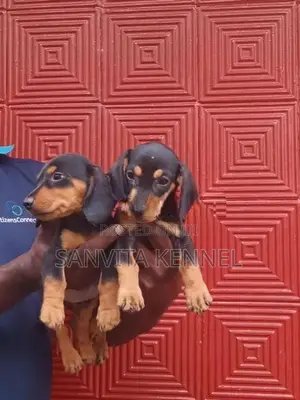 Dachsund Remale Puppy
