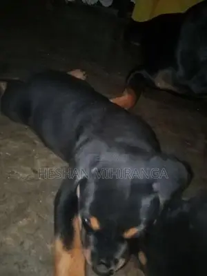 රොට්වයලට් බලු පැටවෙකු